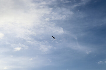 Fototapeta premium birds in the sky