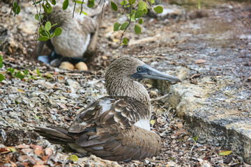 Blue-footed booby (Sula nebouxii), Isla Seymour Norte, Galapagos Islands, Ecuador