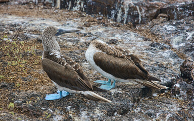 Fototapeta premium Blue-footed booby (Sula nebouxii), Isla Seymour Norte, Galapagos Islands, Ecuador