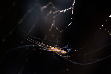 Brown spider in a web