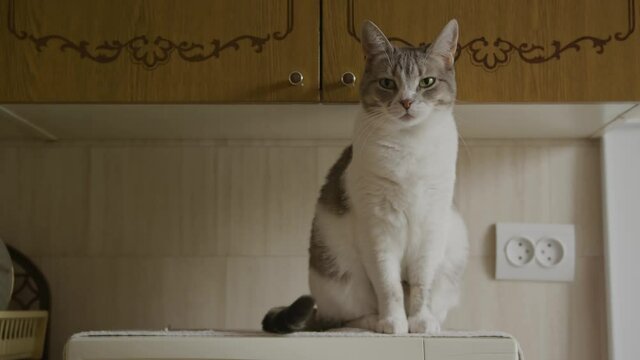Cute american shorthaired striped cat reacts and looks to the camera