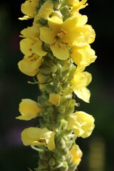 Yellow mullein flowers, Germany