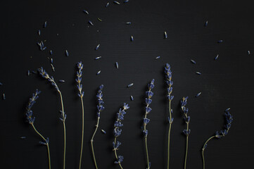 top view of Lavender blossoms with seeds on black background. isolated. put text