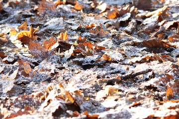 Brown leaves lying on the ground covered with white frost
