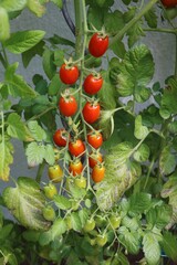 Cocktail tomatoes in the garden, Germany
