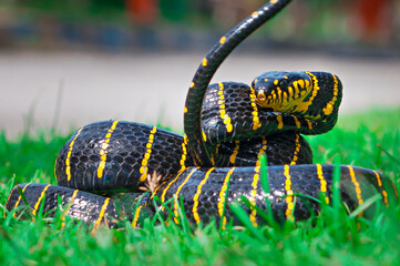 Obraz premium Boiga dendrophila, commonly called the mangrove snake or the gold-ringed cat snake