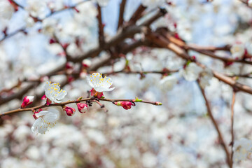 blooming cherry tree or prunus closeup. springtime greeting card. space. spring and easter concept