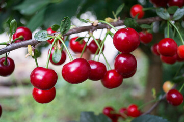 red cherries on a tree