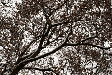 Sycamore maple (Acer pseudoplatanus) tree covered in fresh snow, seen from below