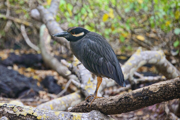 Yellow-crowned night-heron (Nyctanassa violacea), Isla Isabela, Galapagos Islands, Ecuador