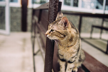 striped cat looks into the distance sitting on a bench