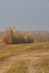 Fototapeta premium Dirt road in the fields, going into the forest.