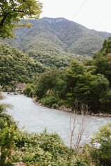fast mountain river between green trees against the backdrop of green mountains