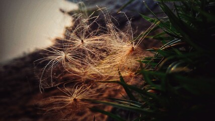 spider web in the grass