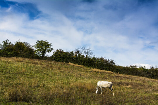 Beautiful Cloudscape Over A White Single Horse Grazing In A Field