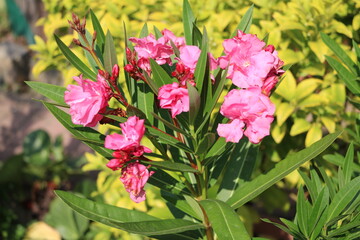 Nerium oleander in summer