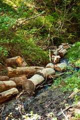 Forest view - Tongass National Forest - Juneau