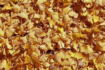 Golden yellow autumn leaves on a ginkgo tree.
