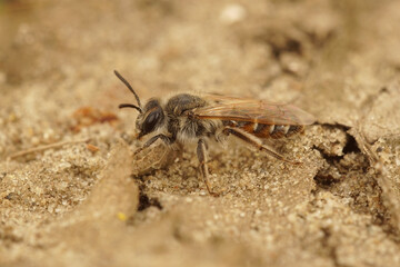 A female Red-beliedm miner , Andrena ventralis,  crawling around in the sand