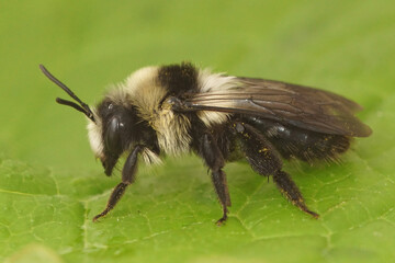 Close-up of a female Ashy mining bee, Andrena cineraria