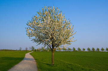 Frühling in Hannover.