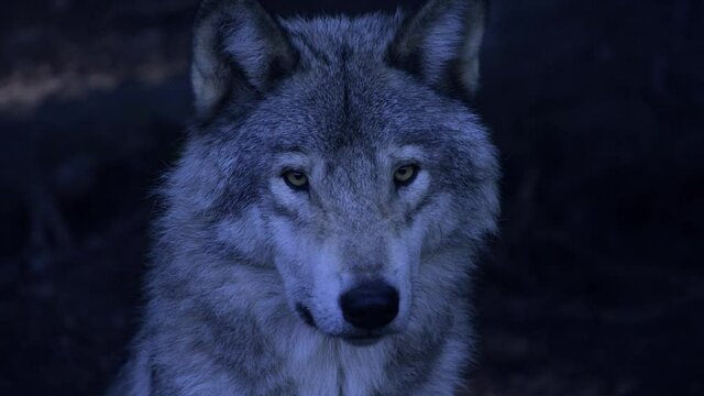 Timber wolf in the woods of a forest close up