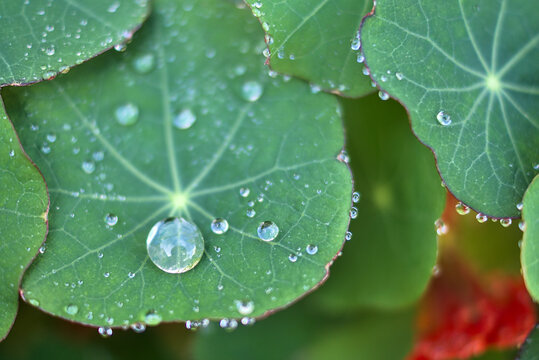 Beautiful morning close up view of water drops on super hydrophobic surface of nasturtium green leaves. Soft and selective focus