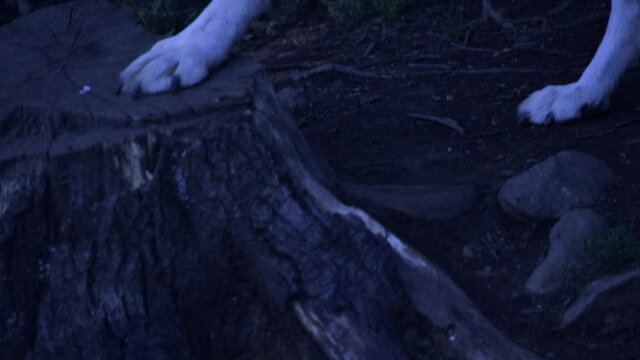 Timber wolf in the woods of a forest close up