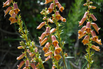 Spanish foxglove, Digitalis obscura