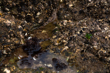 creatures living by the sea