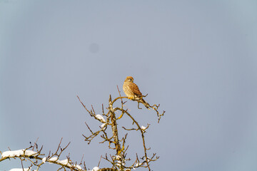 Mäusebussard auf der Futtersuche - Jagd 