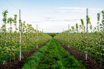 Young Apple orchard with drip irrigation system for trees