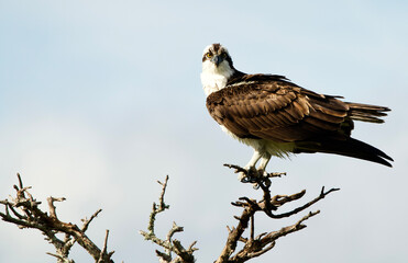 Osprey Perched