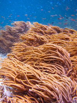 Soft coral. Spaghetti Finger Leather Coral (Sinularia flexibilis)