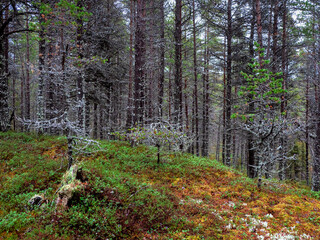 Fabulous Northern forest. Trees covered with moss. Natural background. Deep forest.