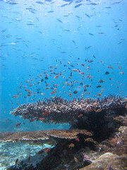 Underwater Landscape of Hard coral reef, Giant Acropora corals with school of fish swimming over it