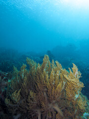 Naklejka na ściany i meble underwater world in Raja Ampat. In foreground a Branching Soft Coral (Genus Litophyton)