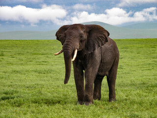 Fototapeta na wymiar Elephant on the plain