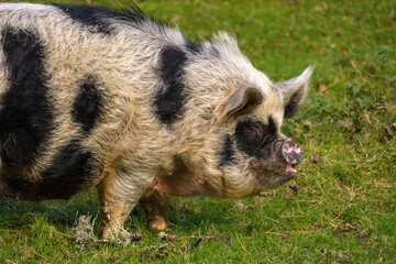 Fat hairy pig in the grass