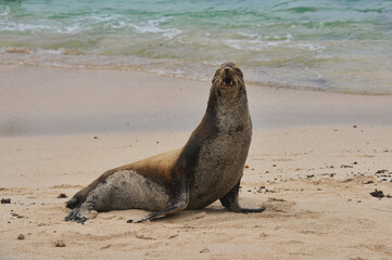 Sea lion playing, La Loberia, Isla San Cristobal, Galapagos Islands, Ecuador