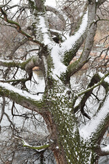 arbol con nieve