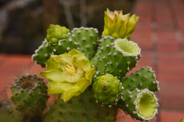 Flowers of Opuntia cactus, San Cristobal, Galapagos Islands, Ecuador