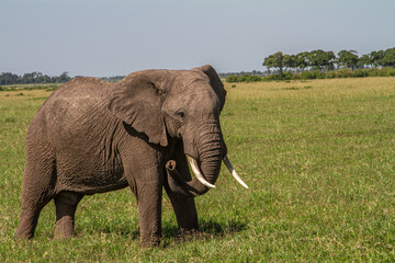Fototapeta na wymiar Elephant in th egrass