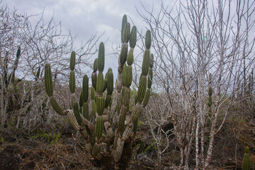 Opuntia cactus, San Cristobal, Galapagos Islands, Ecuador