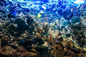 Plakat Coral reef, fish - saltwater aquarium