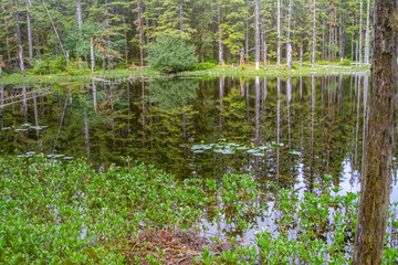 Obraz premium Reflections in the pond