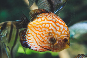 Orange and white discus fish - side view