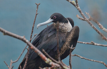 Frigatebirds (Fregata magnificens) female, Isla San Cristobal, Galapagos Islands, Ecuador 