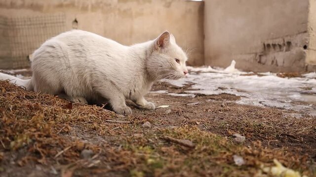 sick cat vomiting after being poisoned in back yard.
white cat vomiting the food.
kitten puking outdoors.
veterinary medicine.
it needs veterinarian, vet clinic.
pets, pet, animals, animal