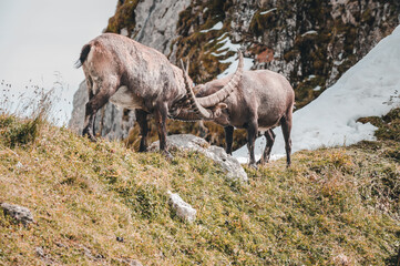 Steinbock auf dem Berg in den Alpen.